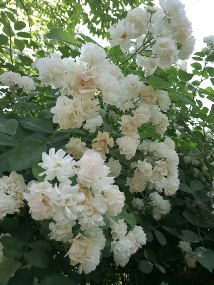 介绍一款“欢乐龙城3辅助下载”原来真的有挂-第1张图片