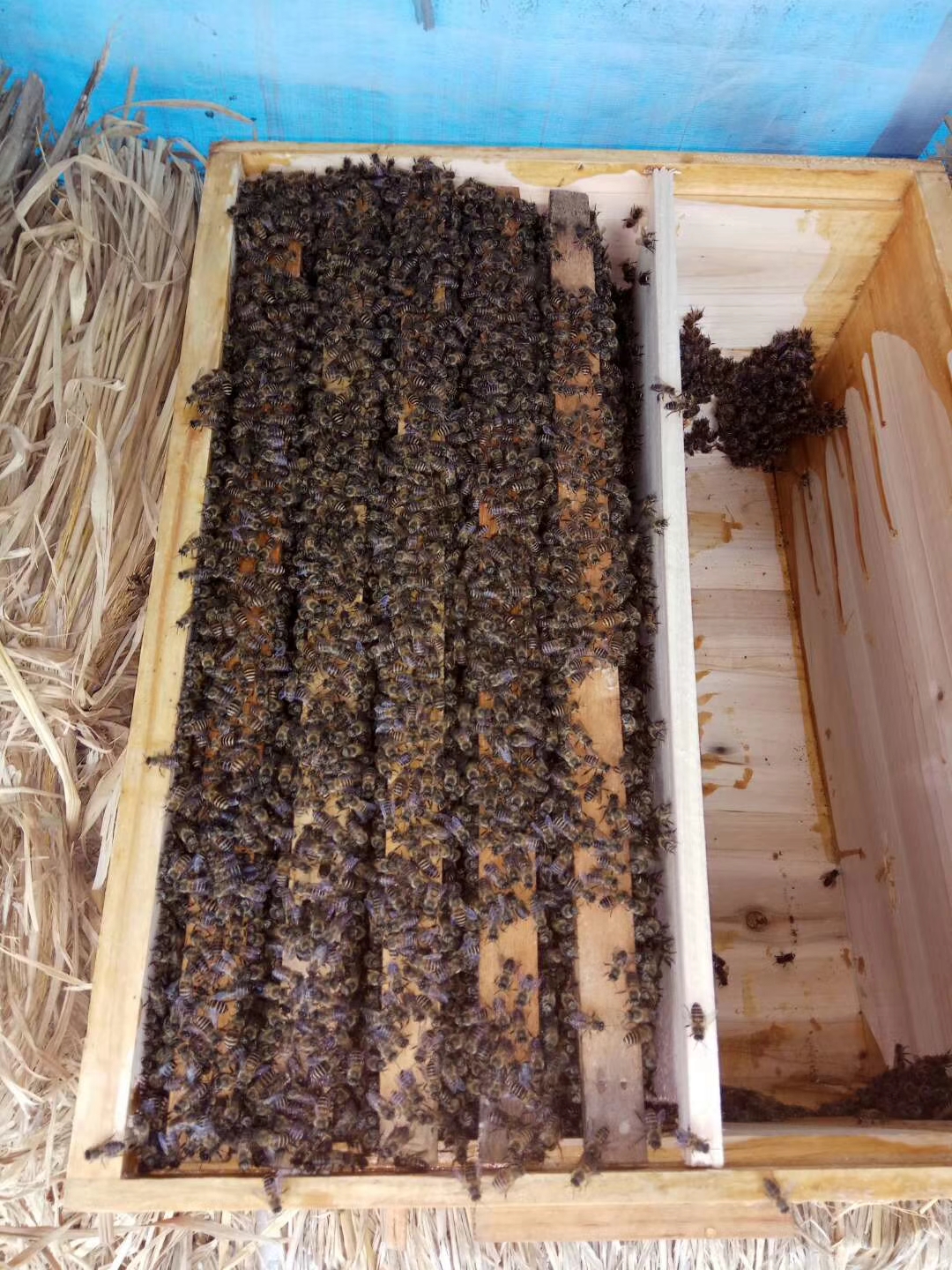 终于呈现“蜜蜂大厅有没有辅助”爆光开挂猫腻-第2张图片