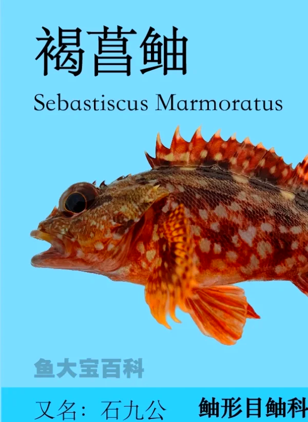 玩家攻略宝典“鱼扑克免费辅助器最新版本更新内容”(确实是有挂)-第1张图片