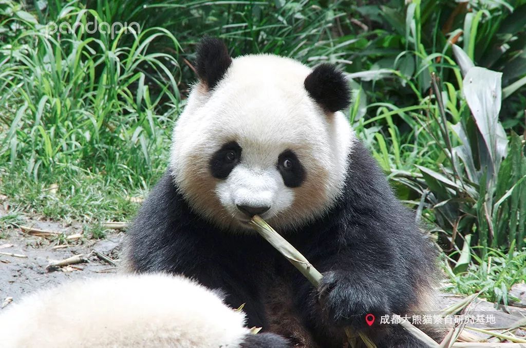 今日盘点“熊猫麻将可以开挂真假”分享装挂步骤-第2张图片